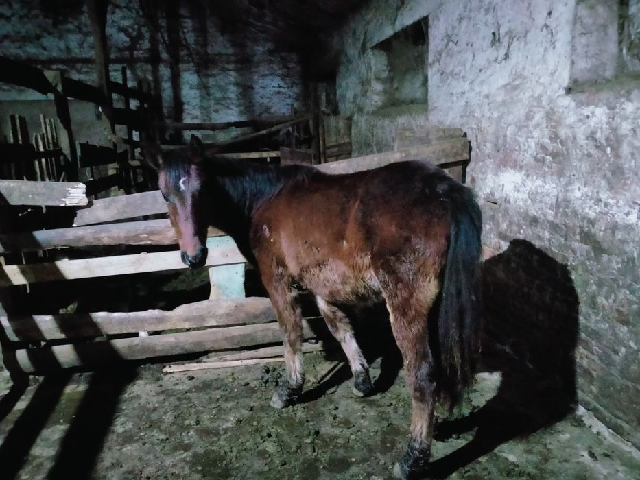 Тай сатылады еркек