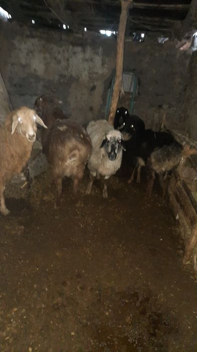 Семіз саулық қойлар