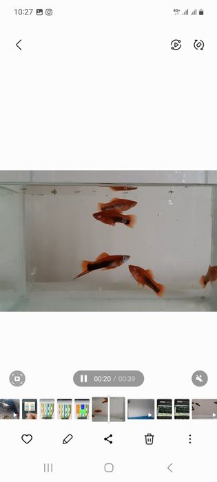 Меченосцы  кубинский