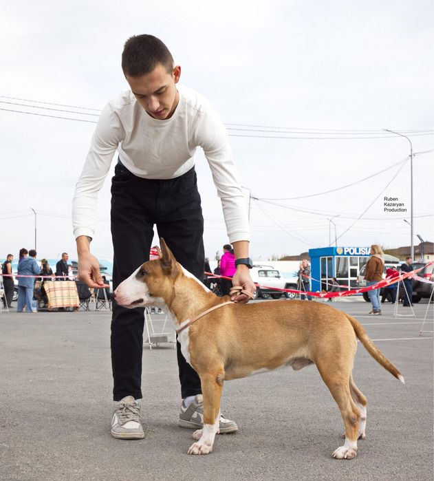 Английский бультерьер открыт для вязок
