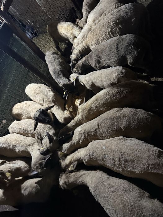Miei de vânzare – fătați în primăvară