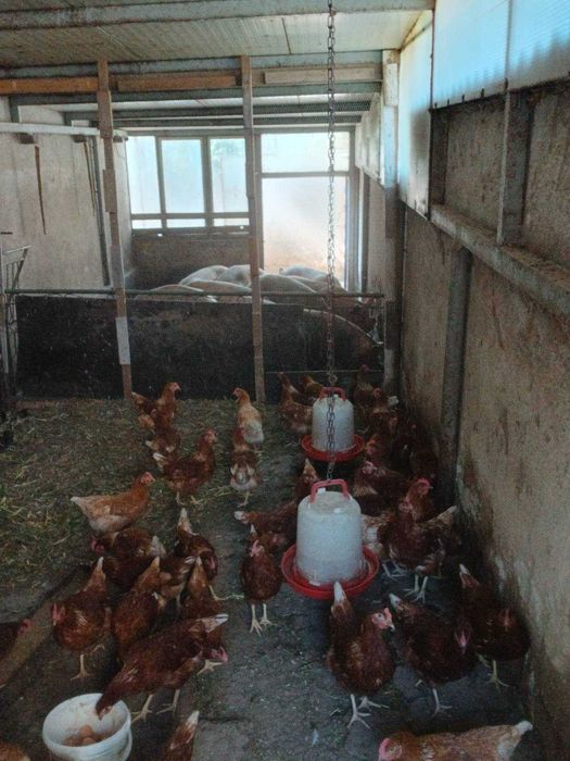 Продавам ярки кокошки и петли