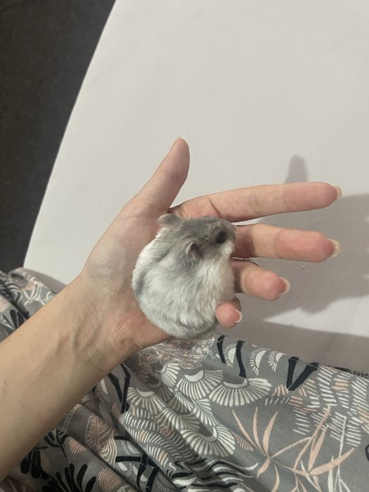 Hamsteri pitici.
