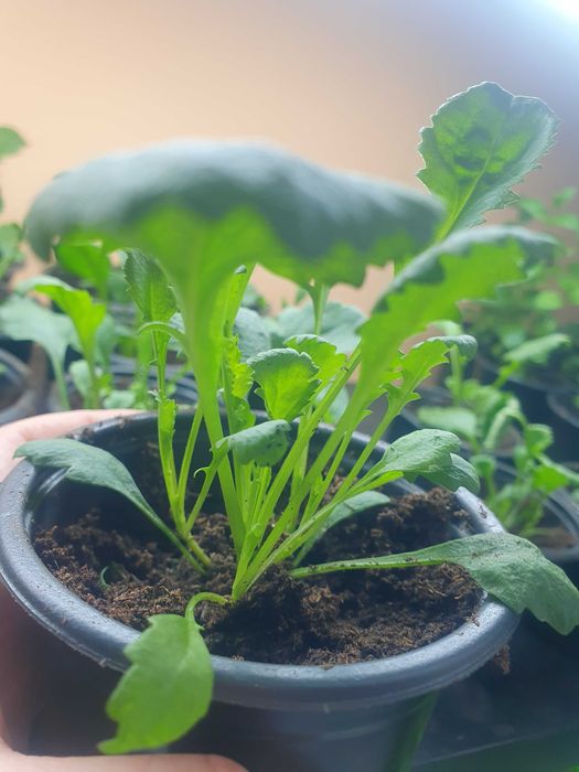 Студоустойчиви  многогодишни цветя