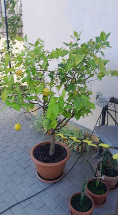 Vind LAMAI  ALTOIT  cu fructe tot anul .