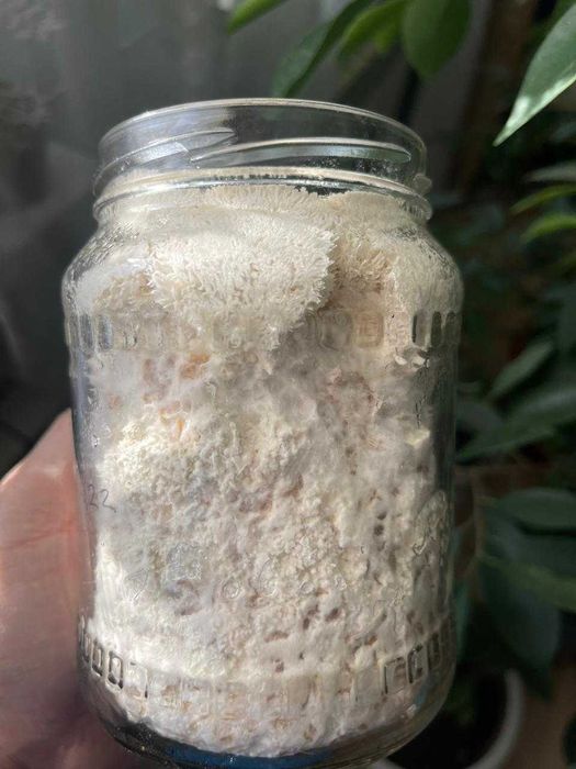 100 грамм Ежовик Гребенчатый