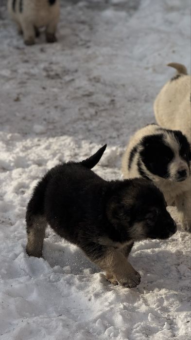 Продам щенков алабая