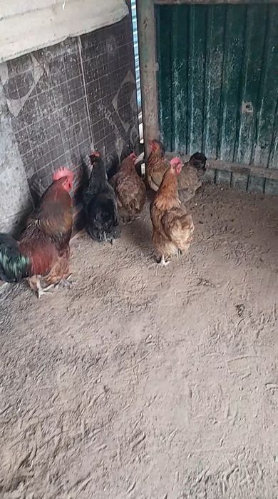 Тауықтар сатылады