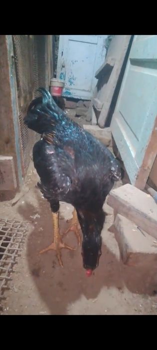 Продам на племя О Шамо немец