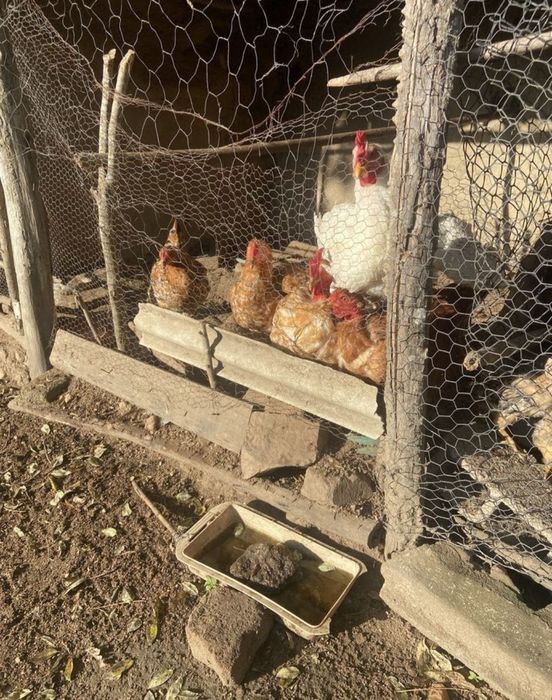 Куры несушки Кремовые