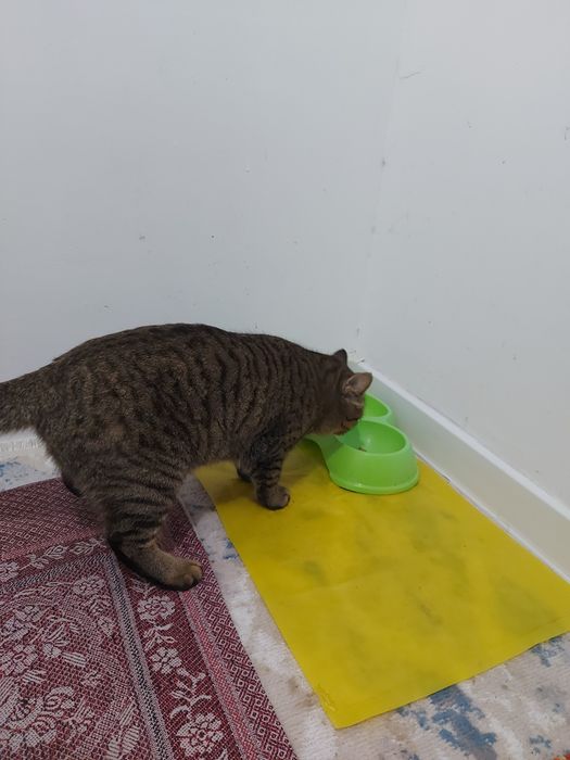 Кошка 1 годный ..