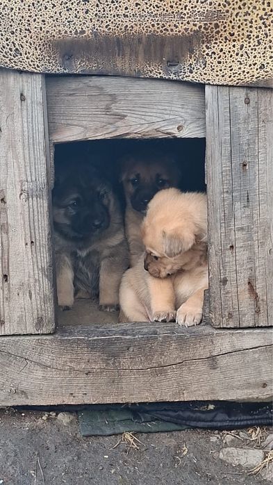 Звонкие девчонки ищут дом