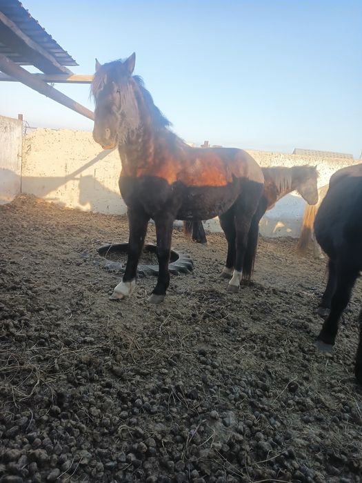 Айгыр сатам .үиір ұстаит