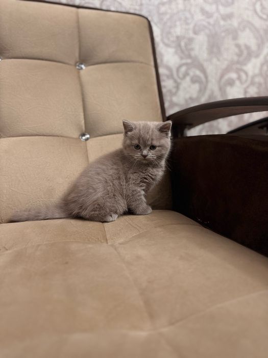 Скоттиш страйт девочка британка продается срочно