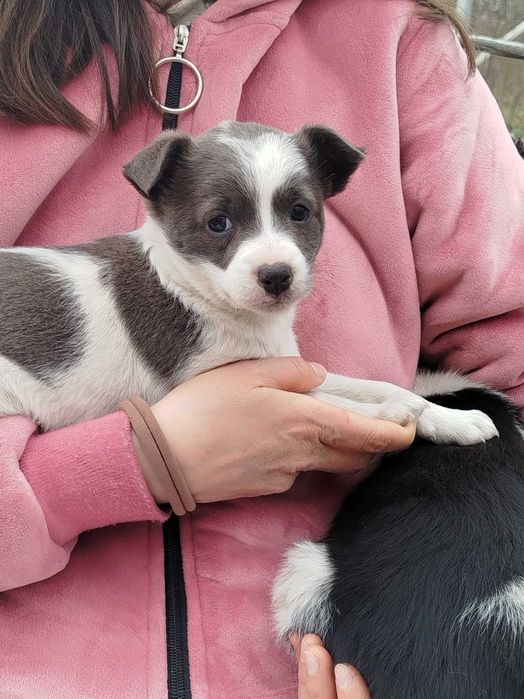 Donez cățelușe jucăușe