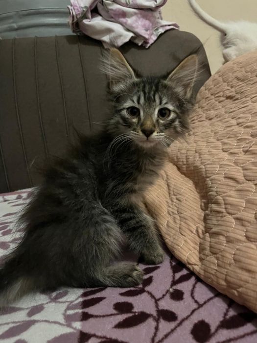 Котяток добрые руки