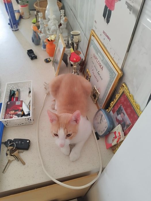 Ofer spre adopție Pisicuță