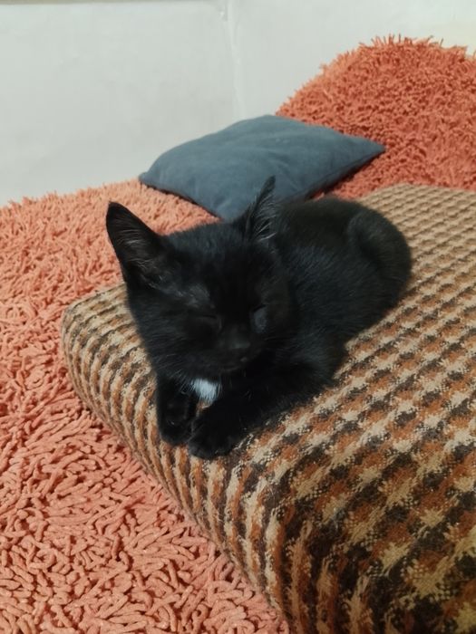 Отдам кота в добрые руки