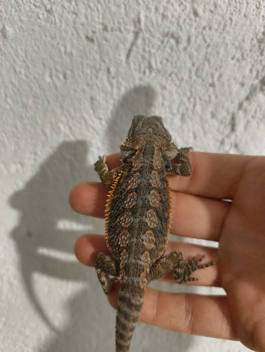 Брадата Агама / Pogona vitticeps