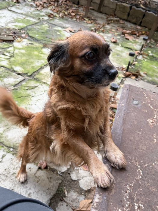 Urgent adoptie femela talie mica