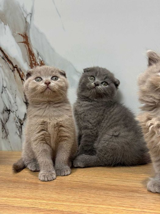 Scottish Fold - Mushuk