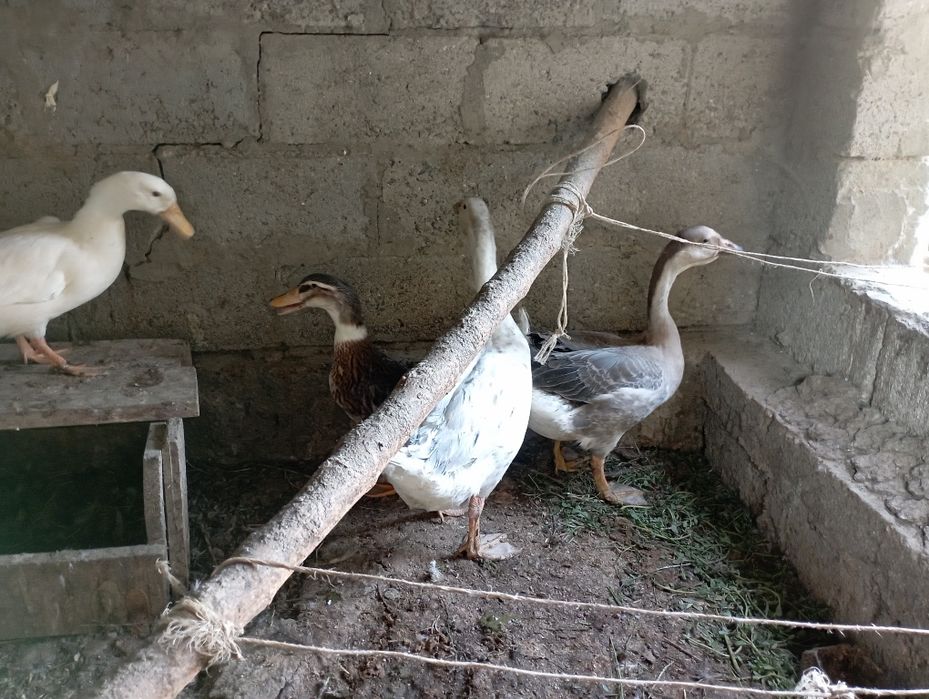 Goz Urdak sotiladi 2 ta goz 2 ta urdak yeb ichiga garantiya soglom