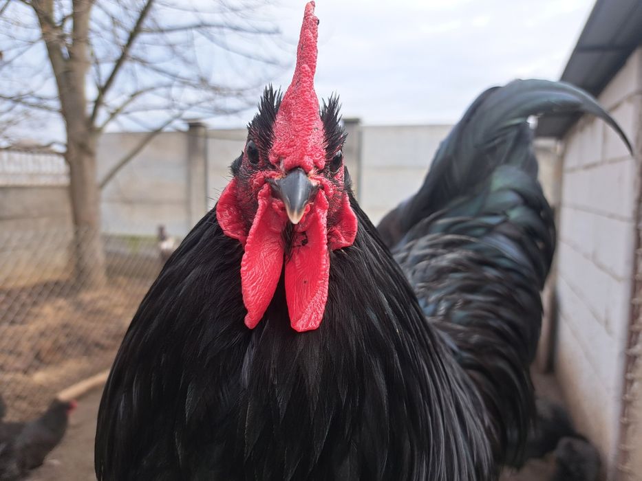 Vând cocoși australorp negri