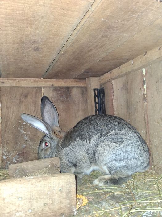 Vind 2 iepurite Urias German montat