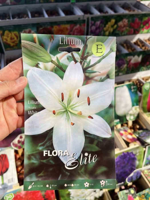 Лилии сортовые, лагибриды