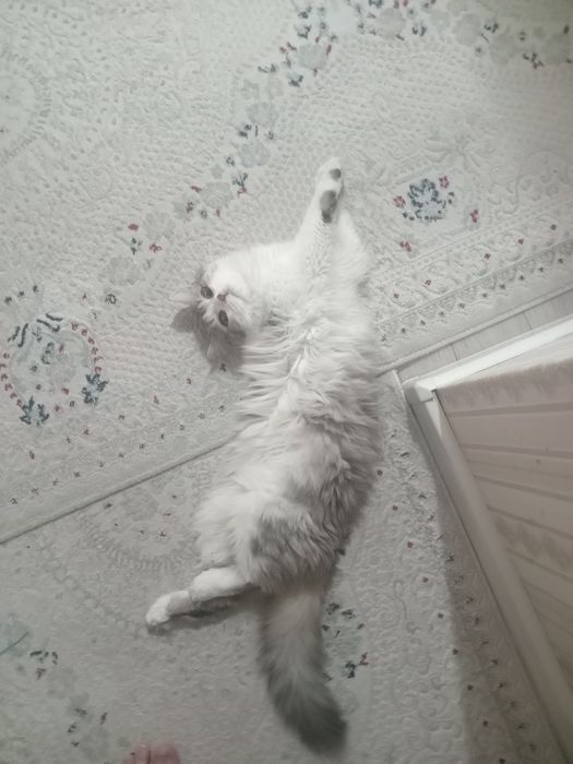 Продам кошку британка