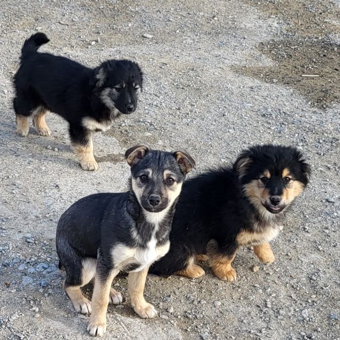 Щенки в добрые руки