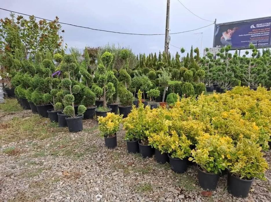 Vând plante ornamentale la preț mic