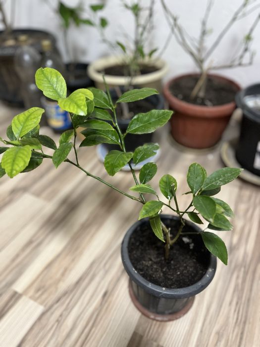 Продам лимон мейра