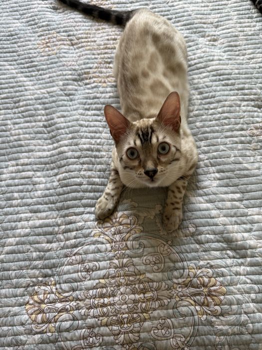 Toza zotli bengallar xammasi ugil bola