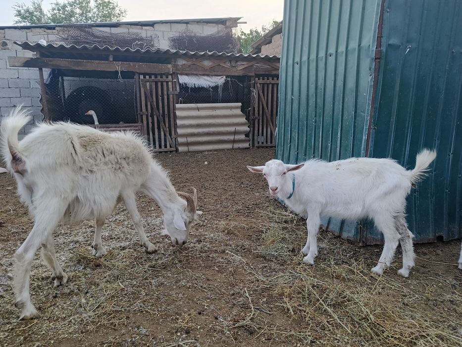 Ешкі сатылады. Лақтарымен.  Келісім бар