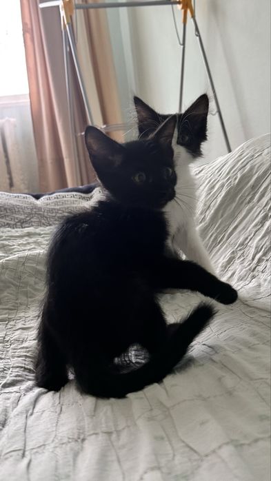 Котята, мальчик и девочка
