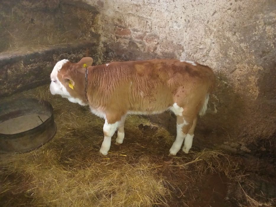 Vand vițel BR  de 1lună și 2 săptămâni
