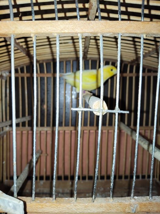 Продавам женски канар Малиноа.