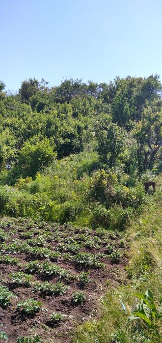 Продам дачу с/о Таугуль Карасайскийр—н