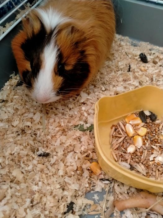 Морская свинка  продам Караганда