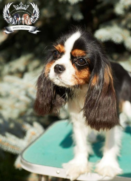 Кавалер Кинг Чарльз Спаниель