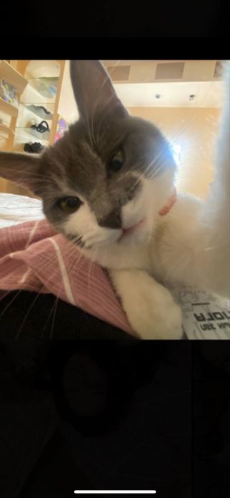 Домашняя кошечка