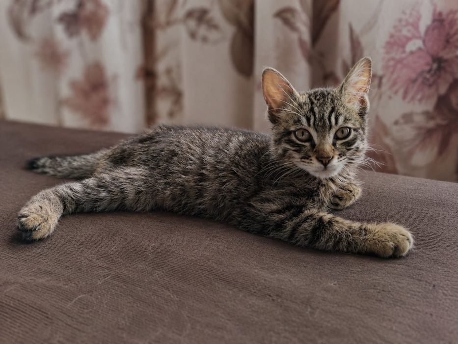 Котёнок в добрые руки!