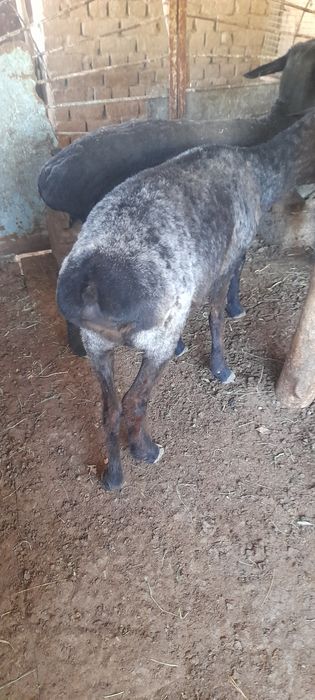 Семіз қойлар 3 бас