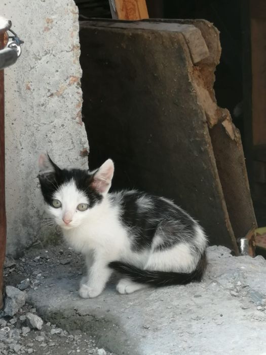 Котята в хорошие руки