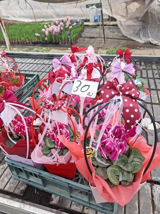 Zambile ,cyclamen și primule