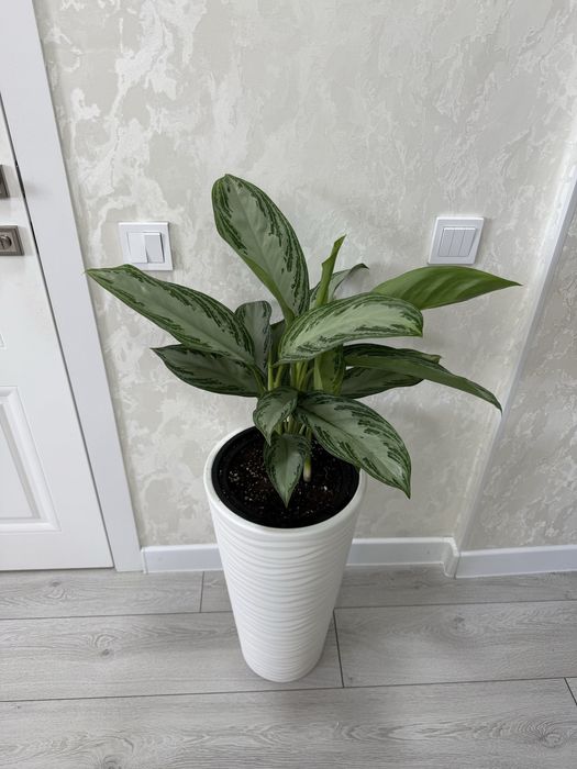 Аглаонемы в напольном кашпо