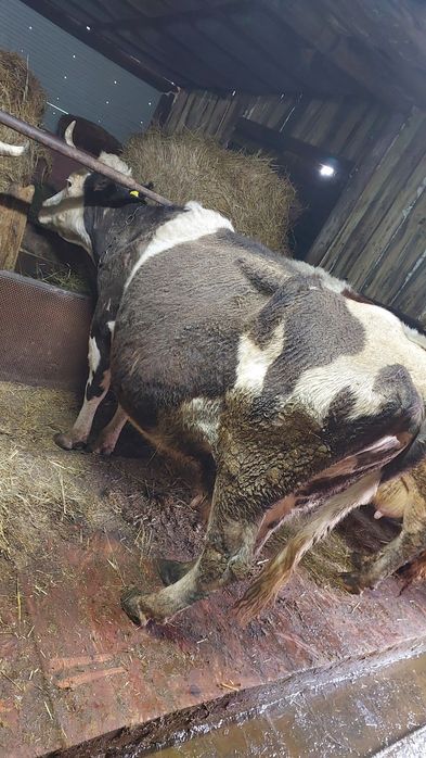 Продам карову молочная