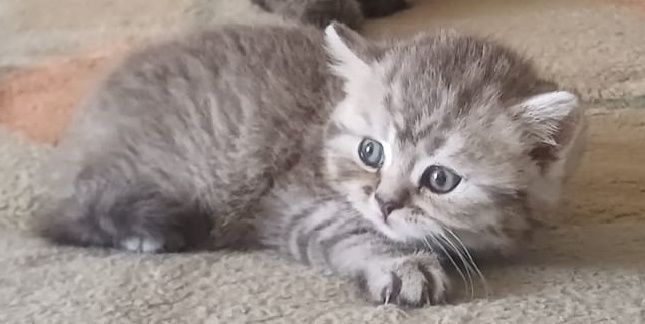 Британские котята
