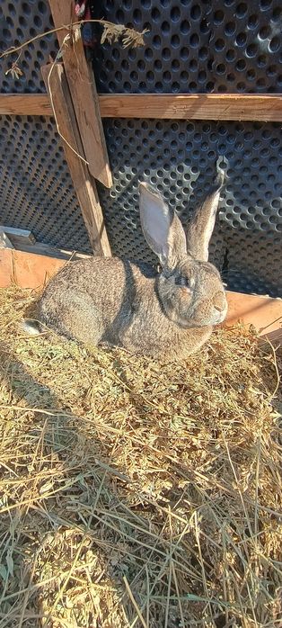 Vând iepuri uriaș belgian